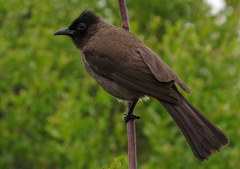 Pycnonotus barbatus layardi