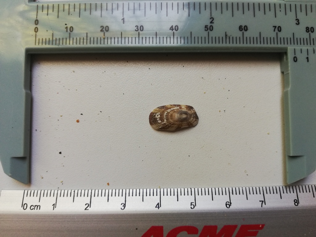 Diodora digueti