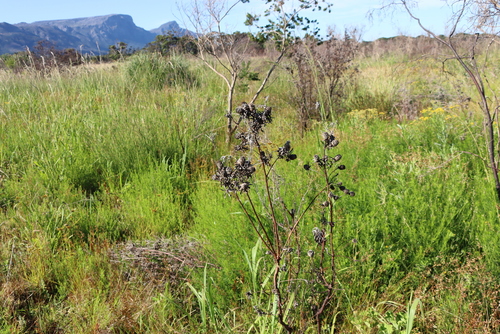 Leucadendron floridum, photograph 6