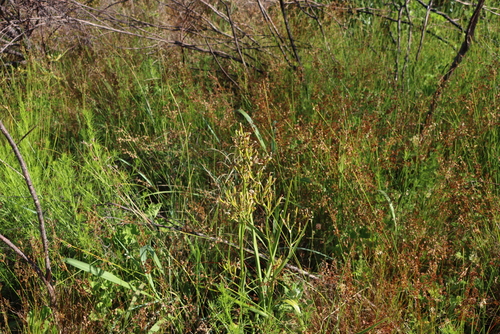 Moraea ramosissima, photograph 4