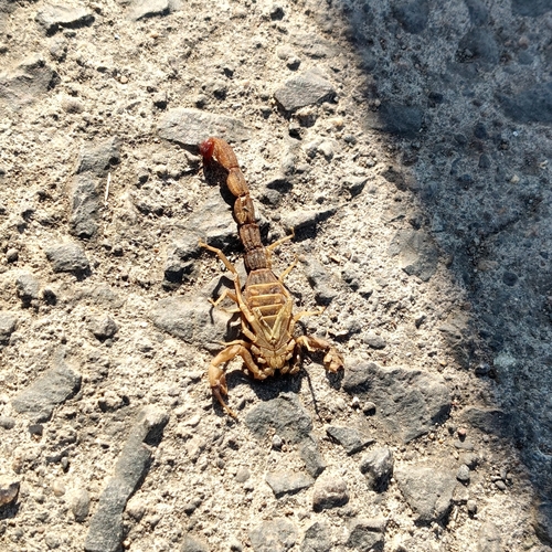Indian Red Scorpion