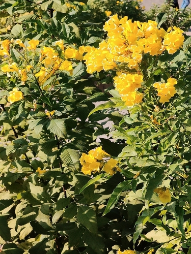 yellow trumpet flower