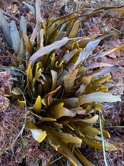 Stephanocystis