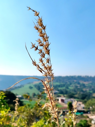 Glutene-rice Grass