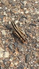 Macrotona securiformis