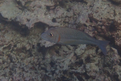 Redspot Emperor photo 4