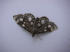 Anania coronata