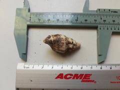 Cerithium maculosum