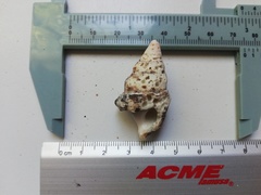Cerithium maculosum