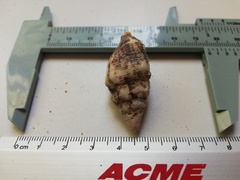 Cerithium maculosum