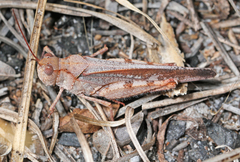 Spharagemon marmorata