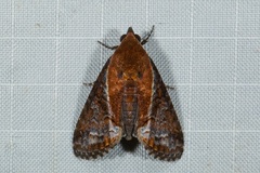 Lophoptera ferrinalis