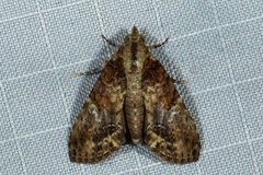 Lophoptera