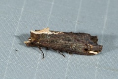 Lophoptera nama