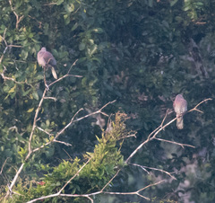 Patagioenas