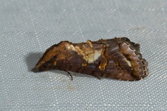 Lophoptera leucostriga