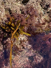 Stephanocystis