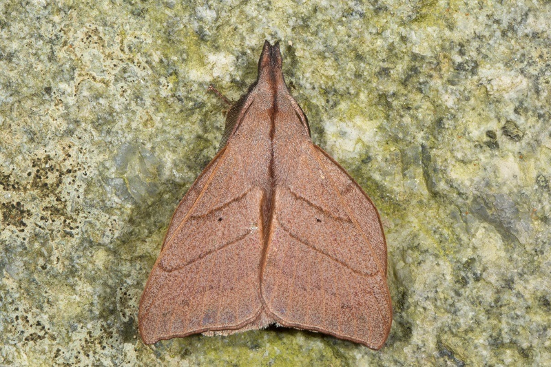 Arguda albiscutulata