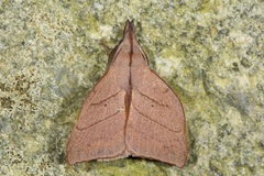 Arguda albiscutulata