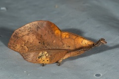 Gastropacha leopoldi