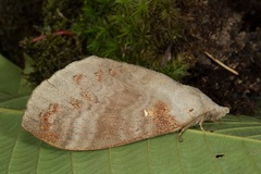 Kunugia florimaculata