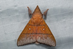 Odonestis erectilinea