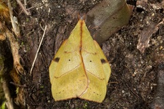 Radhica elisabethae