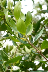 Persoonia stradbrokensis