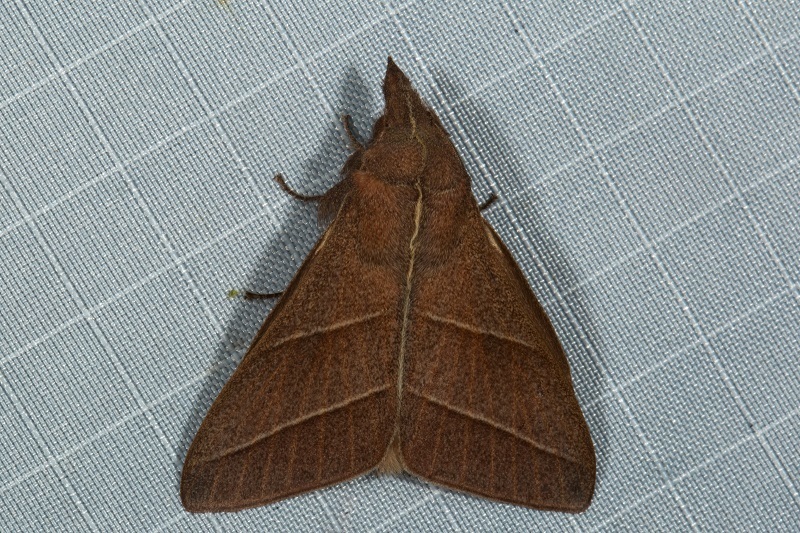 Syrastrena lanaoensis