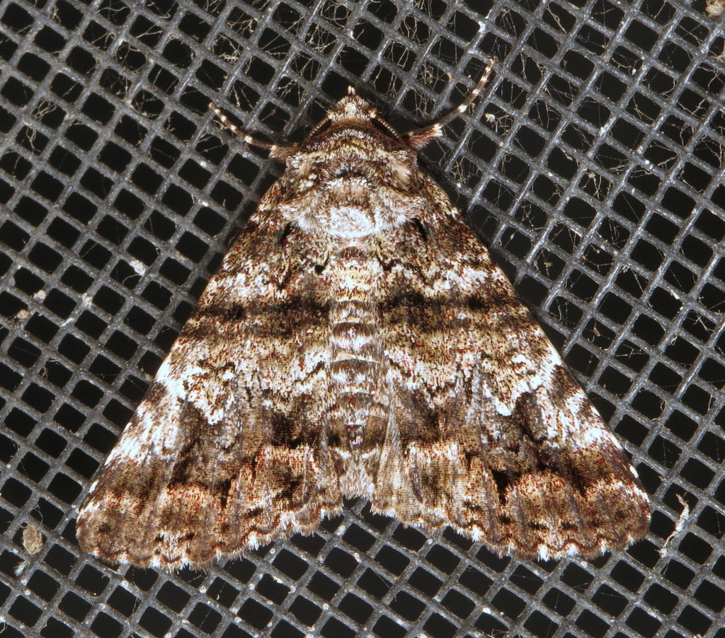 Live Oak Metria Moth