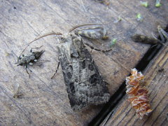 Agrotis clavis