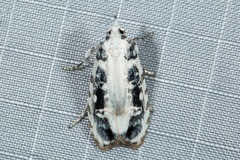 Heterogymna ochrogramma