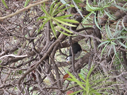 White-breasted Waterhen