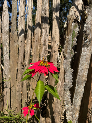 Poinsettia