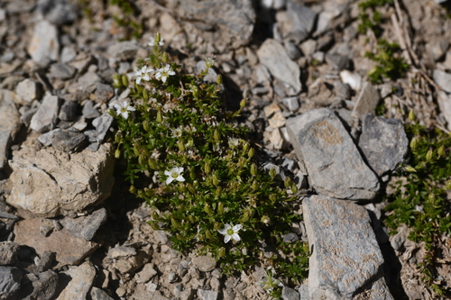 Rock sandwort (Facchinia rupestris)