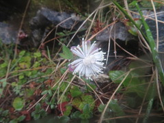Thalictrum rubescens