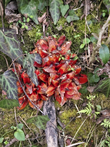 Zingiber chrysanthum, photograph 2