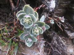 Phedimus subcapitatum