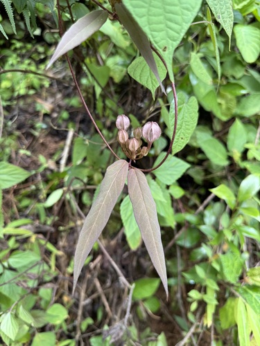 Ceropegia salicifolia