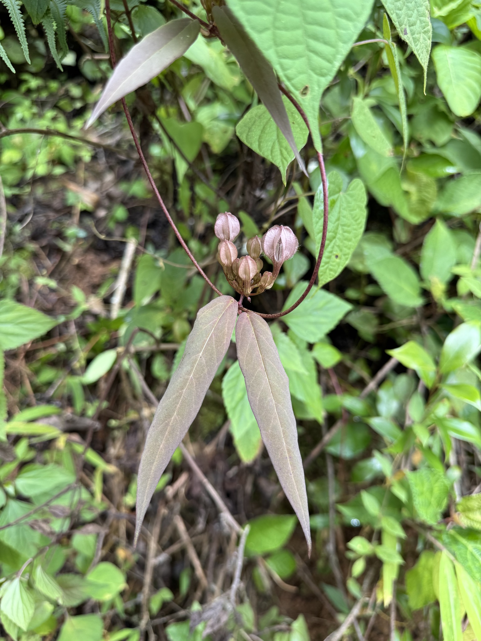 Ceropegia salicifolia