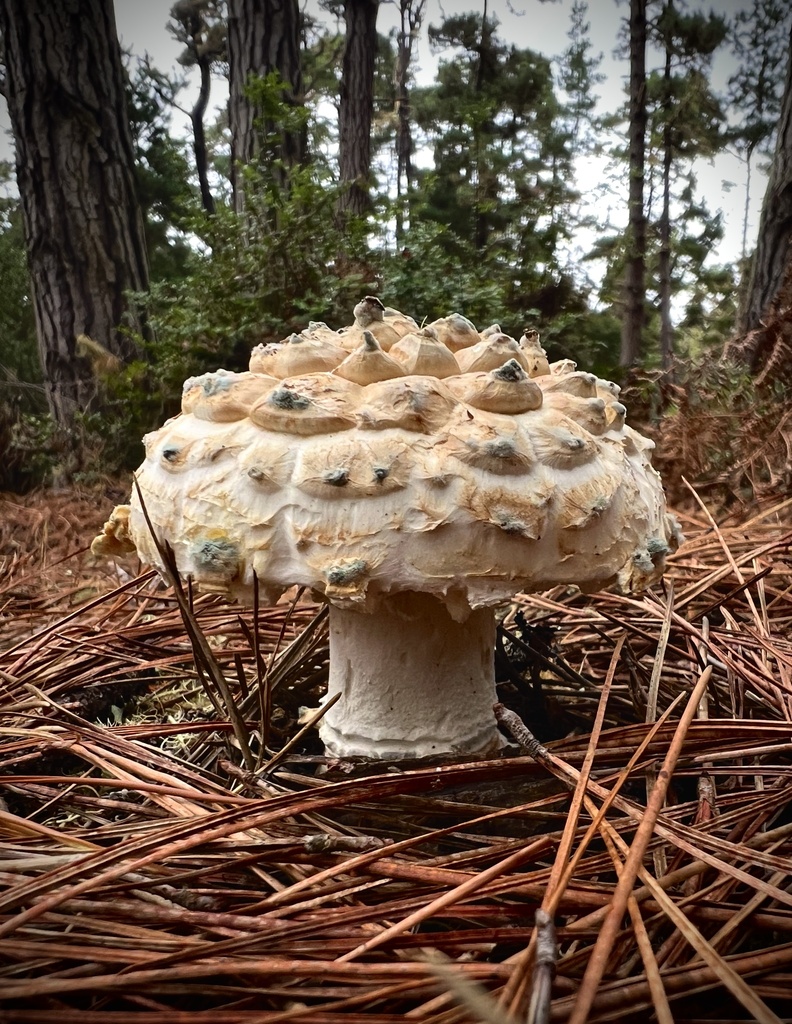 Amanita magniverrucata · December 2025 · photo: © topher_mueller (iNaturalist, cc0)