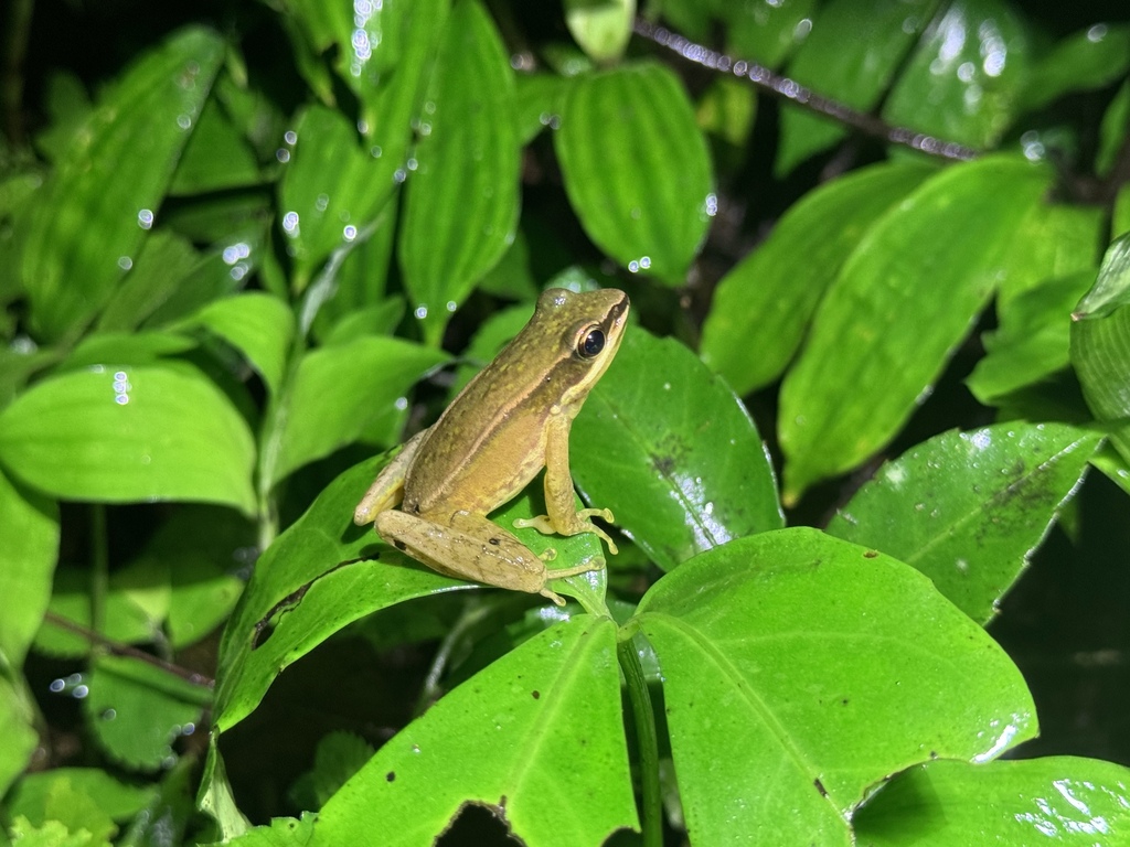 Amolops vitreus
