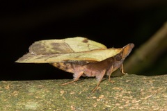 Radhica elisabethae