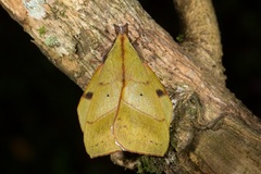 Radhica elisabethae