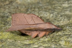 Arguda albiscutulata