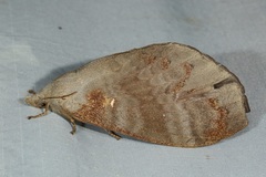 Kunugia florimaculata