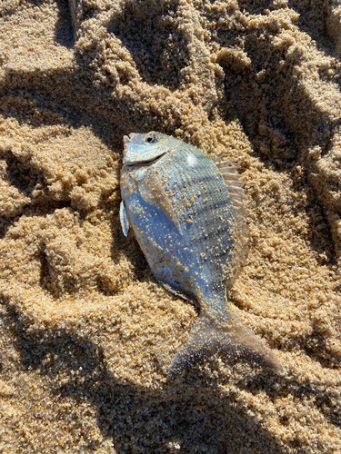 Diplodus cadenati
