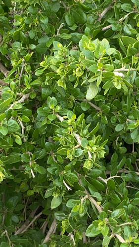 Withania frutescens, photograph 5