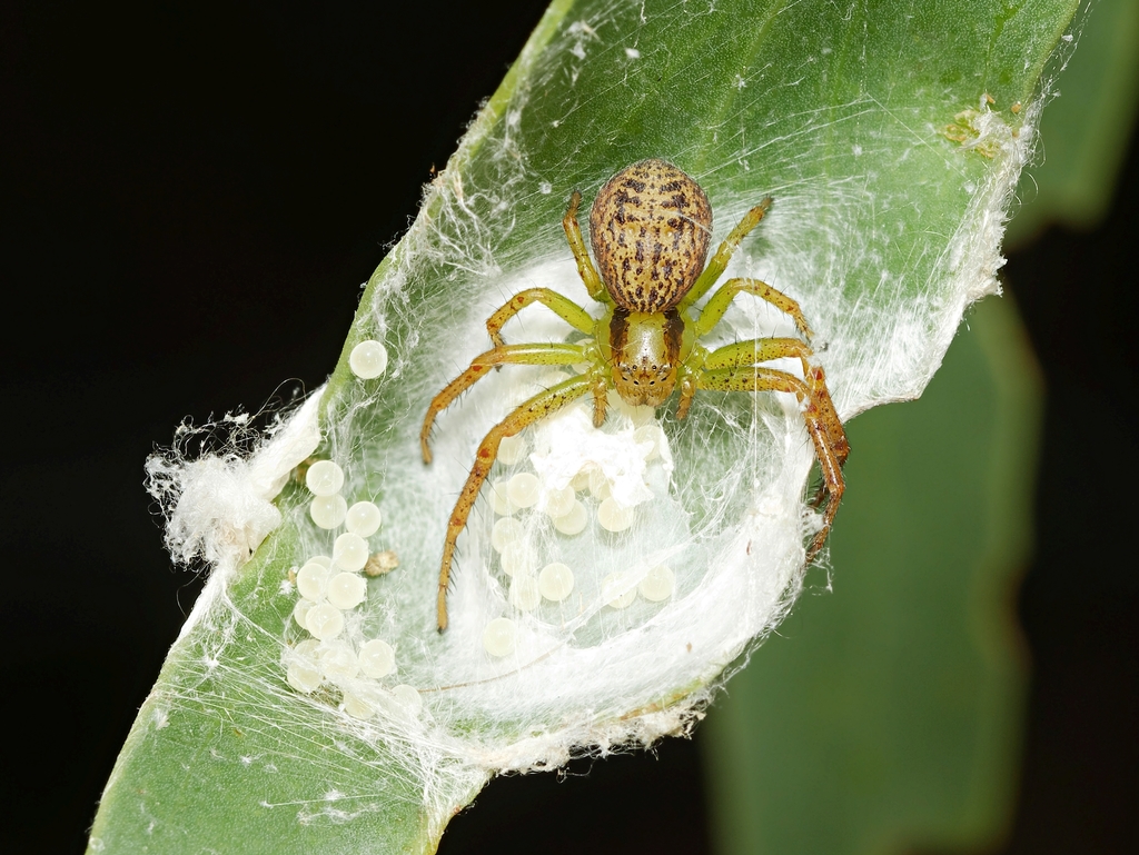 Social Flower Spider