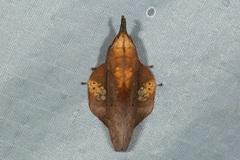 Gastropacha leopoldi